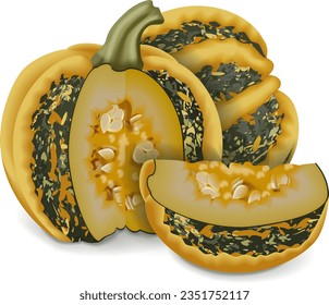 Whole and chopped American Tonda pumpkin or Americana Tonda squash. Winter squash. Cucurbita pepo. Fresh, organic, raw fruits and vegetables. Isolated vector illustration.