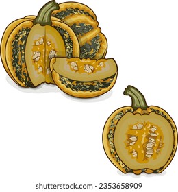 Whole and chopped American Tonda pumpkin or Americana Tonda squash. Winter squash. Cucurbita pepo. Fresh, organic, raw fruits and vegetables. Clipart. Isolated vector illustration.