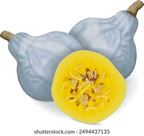 Whole and chopped Blue hubbard squash. Winter squash. Cucurbita maxima. Fruits and vegetables. Isolated vector illustration.