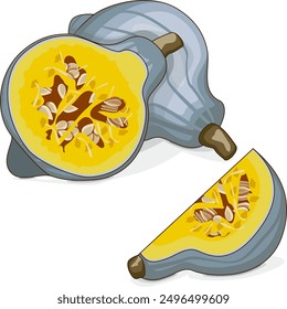 Whole and chopped Blue hubbard squash. Winter squash. Cucurbita maxima. Vegetables. Clipart. Isolated vector illustration.