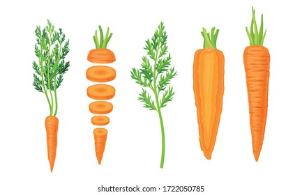 Whole and Chopped Carrot with Top Leaves Vector Set