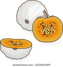 Whole and chopped Casper pumpkin or Lumina Pumpkin. Winter squash. Cucurbita maxima. Vegetables. Clip art. Isolated vector illustration.