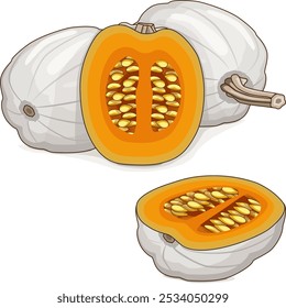 Abóbora de lua cheia inteira e picada. Abóbora-menina. Cucurbita maxima Produtos hortícolas. clip-art. Ilustração isolada de vetor.