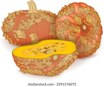 Whole and chopped Galeux de Eysines Squash or French Warted Pumpkin. Cucurbita maxima. Fruits and vegetables. Isolated vector illustration.