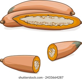 Whole and chopped Georgia candy roaster squash. Winter squash. Cucurbita maxima. Vegetables. Clipart. Isolated vector illustration.