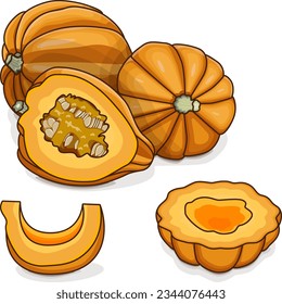 Whole and chopped Gold acorn squash or Honey bear squash. Tuffy squash. Winter squash. Cucurbita pepo. Fruits and vegetables. Clipart. Isolated vector illustration.