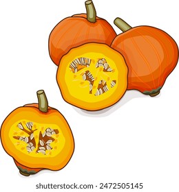 Whole and chopped Golden Nugget squash. Winter squash. Cucurbita maxima. Vegetables. Clipart. Isolated vector illustration.