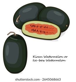 Melancias Kiran inteiras e picadas. Melancia de caixa de gelo. Citrullus lanatus Produtos hortícolas. Clipart. Ilustração isolada de vetor.