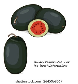 Melancias Kiran inteiras e picadas. Melancia de caixa de gelo. Citrullus lanatus Produtos hortícolas. Clipart. Ilustração isolada de vetor.