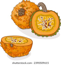 Whole and chopped Knucklehead Pumpkins. Winter squash. Cucurbita pepo. Vegetables. Clipart. Isolated vector illustration.