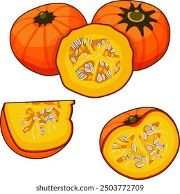 Whole and chopped Orange buttercup squash. Winter squash. Cucurbita maxima. Vegetables. Clipart. Isolated vector illustration.