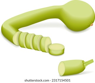Whole and chopped Tromboncino Squash or trombetta squash. Zucchino or zucchetta rampicante. Summer squash. Cucurbita pepo. Fruits and vegetables. Vector illustration isolated on white background.