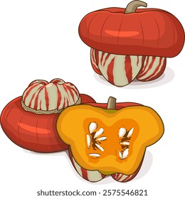 Whole and chopped Turban Squash or Turk’s Turban. Winter squash. Cucurbita maxima. Vegetables. Clip art. Isolated vector illustration.