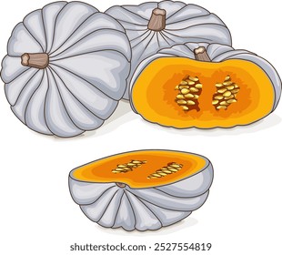 Abóbora branca valenciana inteira e picada. Abóbora-menina. Cucurbita maxima Produtos hortícolas. clip-art. Ilustração isolada de vetor.