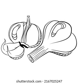 Whole and cloves of garlic. Vector illustrations in hand drawn sketch doodle style. Line art botanical food isolated on white. Close up garlic vegetable. Element for coloring book, design, print