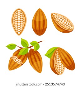 Whole cocoa bean. Sliced into halves and chocolate