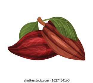 Whole Cocoa Pods Isolated on White Background Vector Illustration