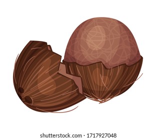 Whole Coconut with Brown Fibrous Husk Vector Illustration