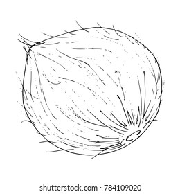 whole coconut. Hairy nut. Vector illustration.