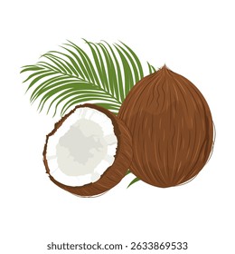 Whole coconut and half coconut with palm leaf on background. Hand drawn coconut with palm leaf on background.