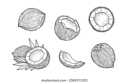 Whole coconut and a half coconut with visible white flesh. Ideal for use in food-related designs, tropical themes, or health and wellness projects. Vector illustration.