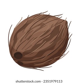 Todo el coco. Ilustración de vectores de frutas tropicales aislados en fondo blanco. Vector de material.