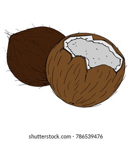 whole coconut. Vector illustration. Broken coconut. Chopped hairy nut.