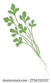 Whole Coriander Plant with Root Vector