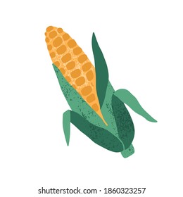 Whole corn cob with leaves isolated on white background. Sweet maize. Yellow seasonal vegetable. Hand drawn flat textured vector illustration, design element