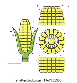 Whole corn cobs, in parts and in a cut. Organic food. Young ear of maize with leaves. Healthy eating. Vegetarian foodstuff. Color flat line art icon. Isolated object on white background. Vector.
