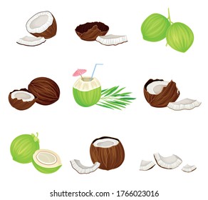Coco entero y rajado con Shell duro y conjunto de vectores fibrosos Husk