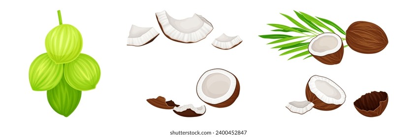 Whole and Cracked Coconut with Hard Shell and Fibrous Husk Vector Set