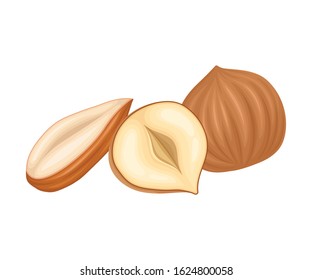 Whole and Cracked Nuts. Food for Good Brain Function Isolated on White Background Vector Illustration