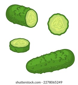 Whole cucumber, half and slice of cucumber. Vector illustration of a cucumber.