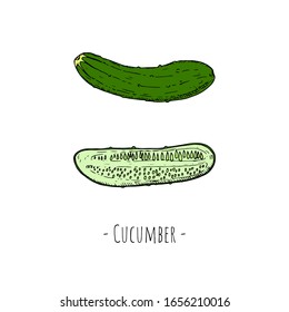 Whole cucumber and half of cucumber. Vector cartoon illustrations. Isolated objects on a white background. Hand-drawn style.