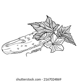 Whole cucumber with leaves and flower. Vector illustrations in hand drawn sketch doodle style. Line art botanical food isolated on white. Close up cucumber vegetable. Element for coloring book, design