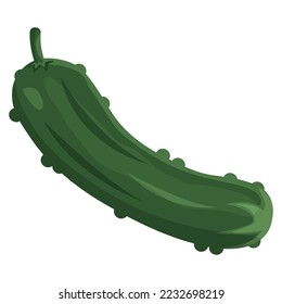Whole cucumber realistic flat vector illustration, Healthy food design. ingredients for cooking. isolated on white background