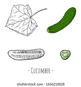 Whole cucumber, cucumber slices and cucumber leaf. Vector cartoon illustrations. Isolated objects on a white background. Hand-drawn style.
