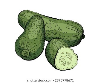 Whole cucumber vegetable colored hand drawn style vector illustration isolated on white background
