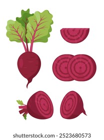 Produtos hortícolas de beterraba inteiros e cortados. Beterraba com folhas e fatias. Ícones de planta de beterraba agrícola. Comida vegetariana de jardim orgânico. Ilustração vetorial isolada sobre fundo branco.