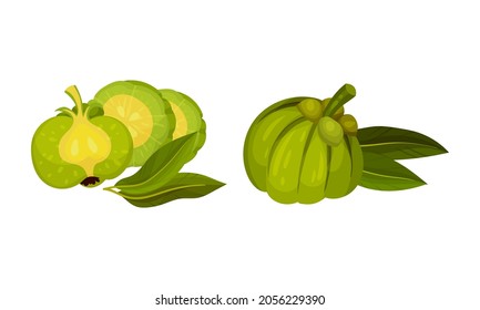 Whole and cut green exotic tropical fruit set vector illustration on white background