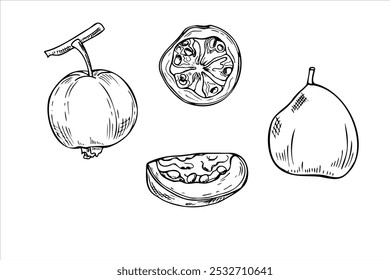 Whole and cut guava fruit vector food illustration set painted by black inks. Tropical sweet plant monochrome flat in graphic realistic style. Edible element for recipe decor, for coloring book