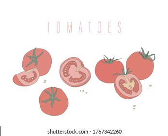Tomates enteros y cortados. Ilustración vectorial en un estilo plano con contorno aislado en un fondo blanco. Verduras de diseño.