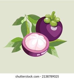 A whole dark purple Mangosteen color and a half of the Mangosteen fruit show reflex of light and shadow in flat vector style, including many leaves behind.