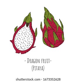 Whole dragon fruit and slice of dragon fruit. Isolated objects on a white background. Hand-drawn style. Vector cartoon illustrations.