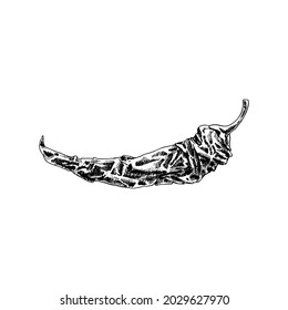 Whole dry pepper chilli. Vintage hatching vector black illustration. Isolated on white background. Hand drawn ink design