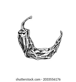 Whole dry pepper chilli. Vintage hatching vector black illustration. Isolated on white background. Hand drawn ink design