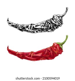 Whole dry pepper chilli. Vintage hatching vector color and black illustration. Isolated on white background. Hand drawn ink design