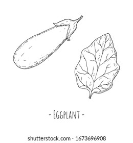 Whole eggplant and egglpalnt leaf. Vector cartoon illustrations. Isolated objects on a white background. Hand-drawn style.