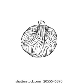 Frutos de higos enteros dibujados a mano con líneas negras delgadas, ilustración vectorial de estilo grabado aislada en fondo blanco. Imagen grabada de higo para productos vegetarianos.